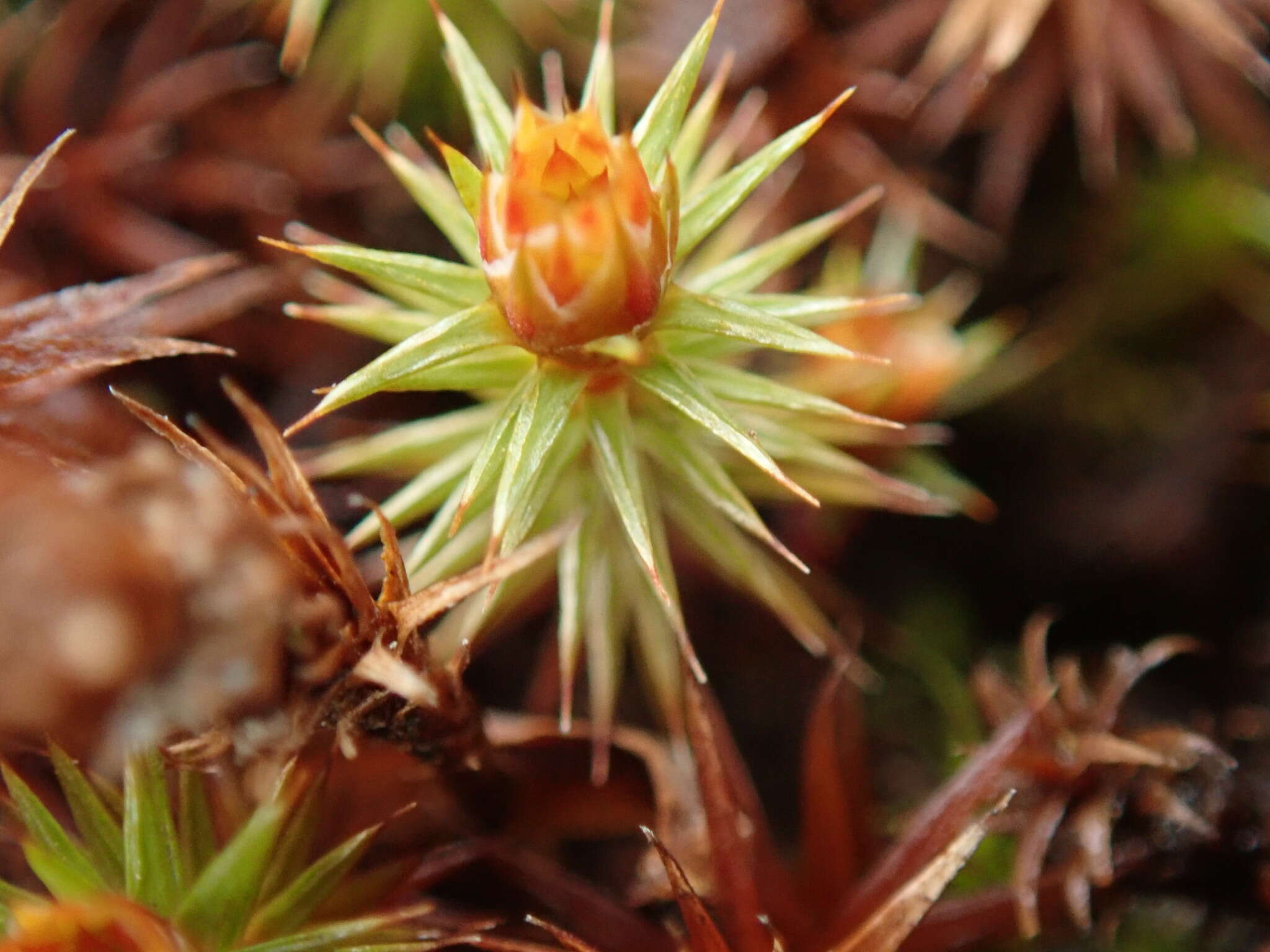 Image of juniper polytrichum moss