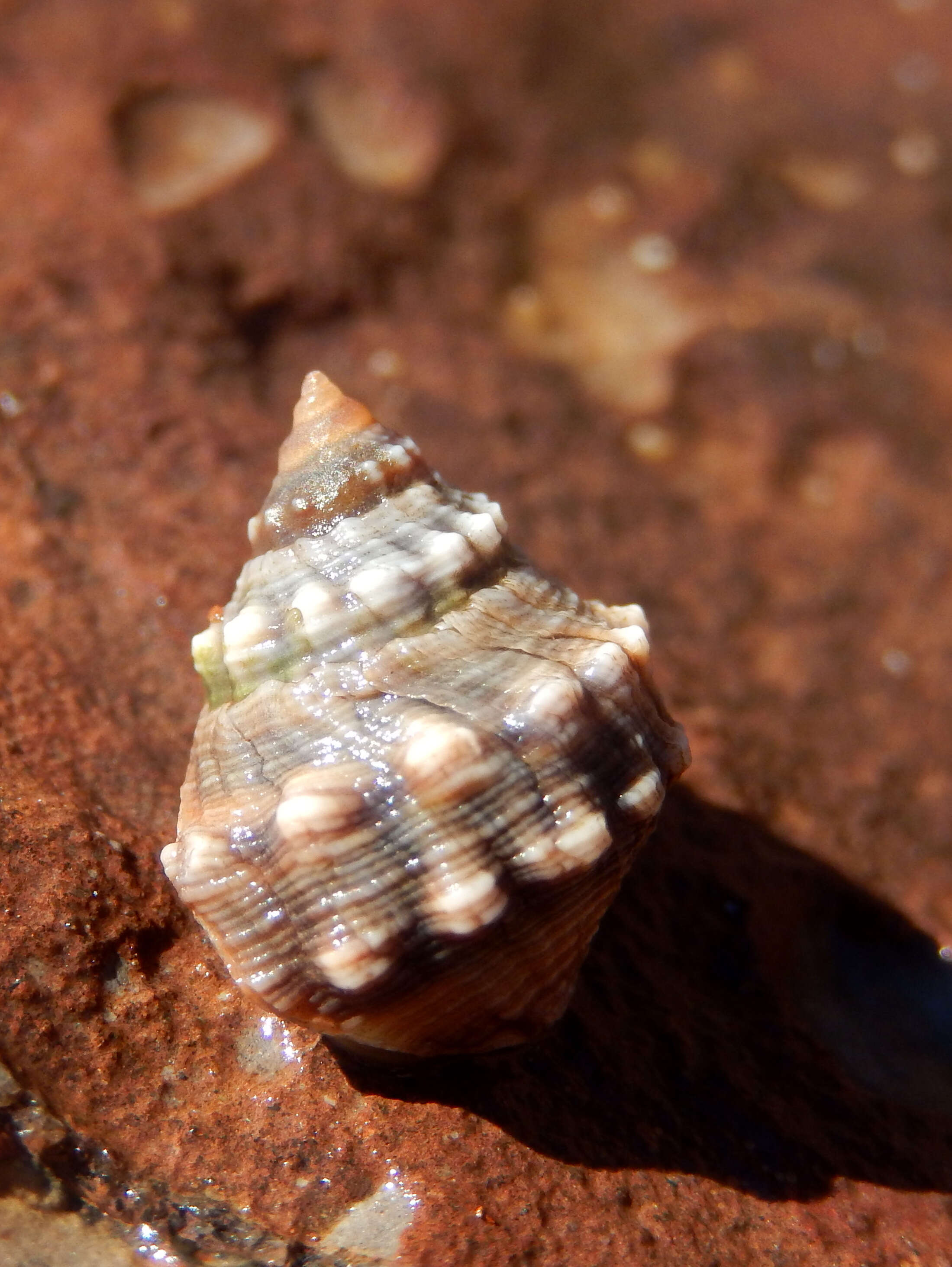 Plancia ëd Nodilittorina pyramidalis (Quoy & Gaimard 1833)