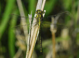 Image of Western Clubtail