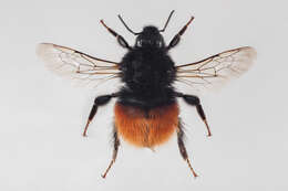 Image of Bombus monticola Smith 1849