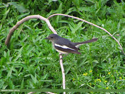 Image of Oriental Magpie Robin