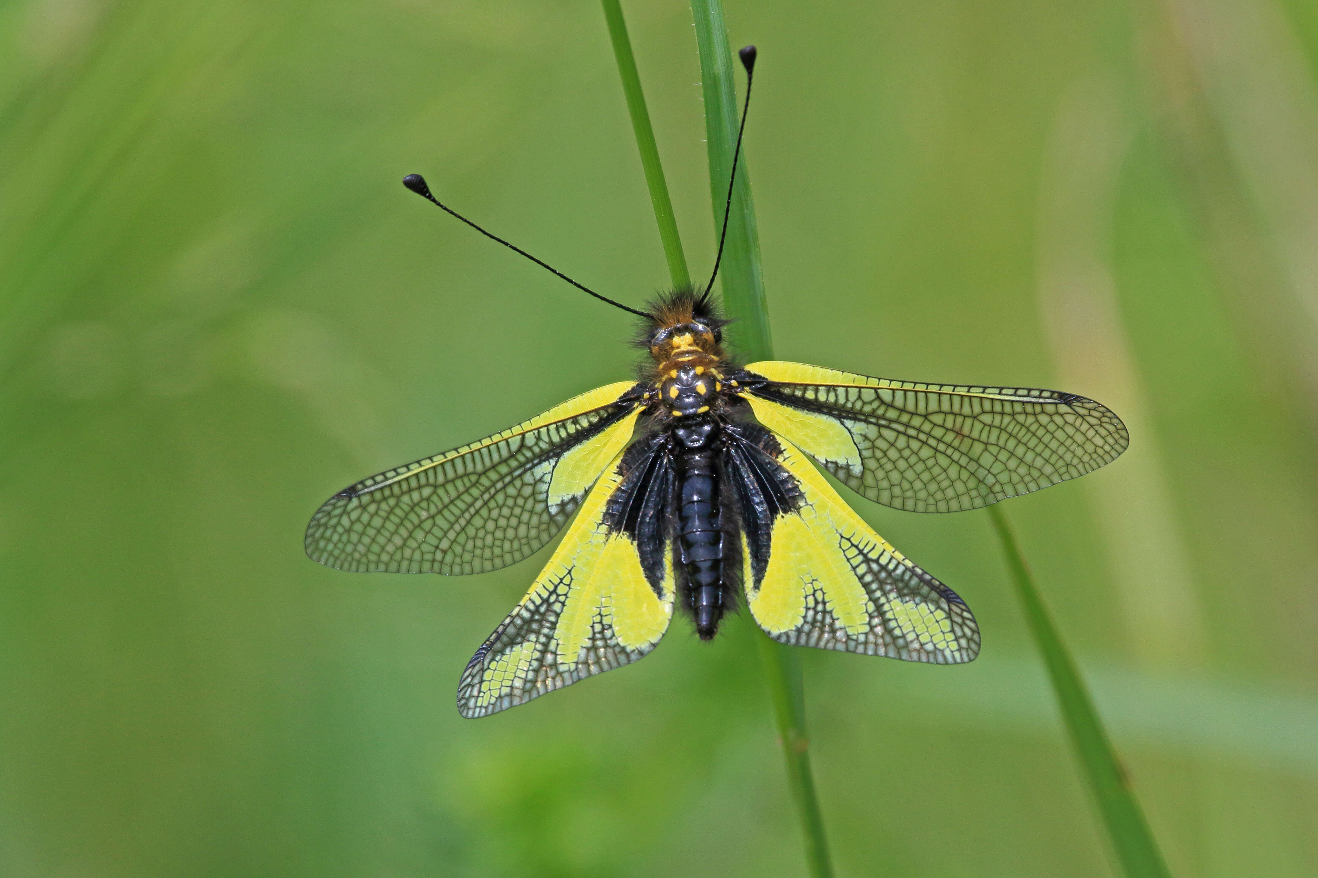 Image of Owly sulphur