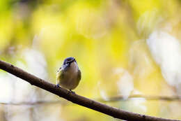 Image of Blue-headed Vireo