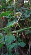 Imagem de Epipactis helleborine (L.) Crantz