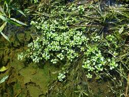 Image of Spatulaleaf Loosestrife