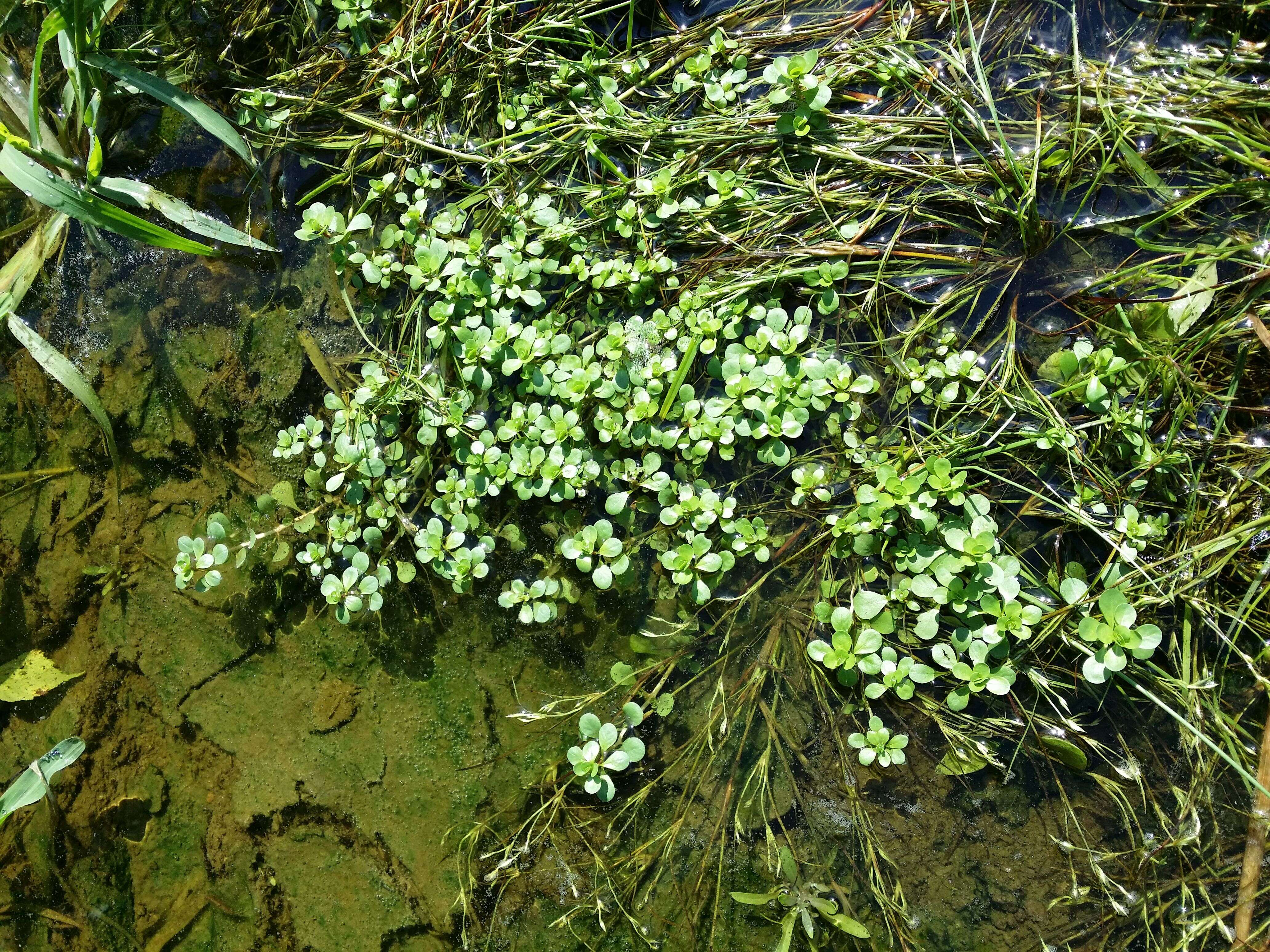 Image de Pourpier des Marais