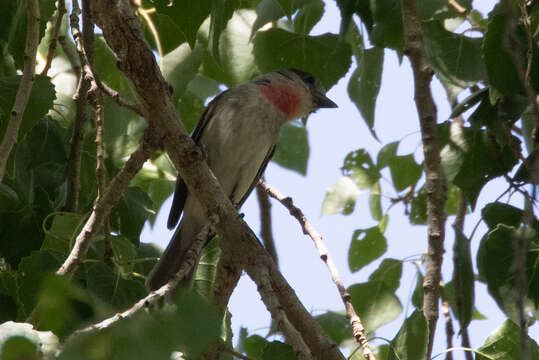 Image of Rose-throated Becard