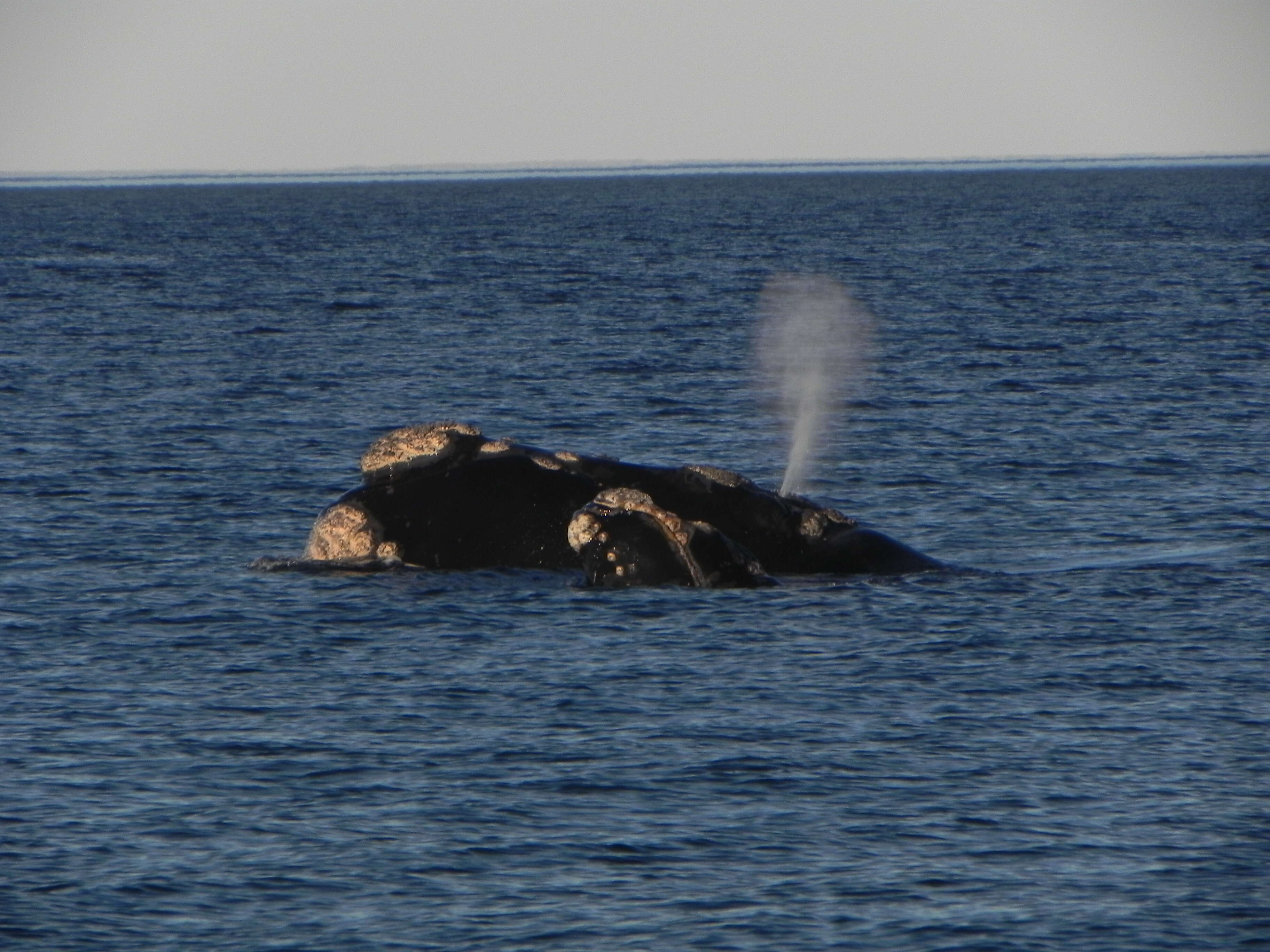 Image of Southern Right Whale