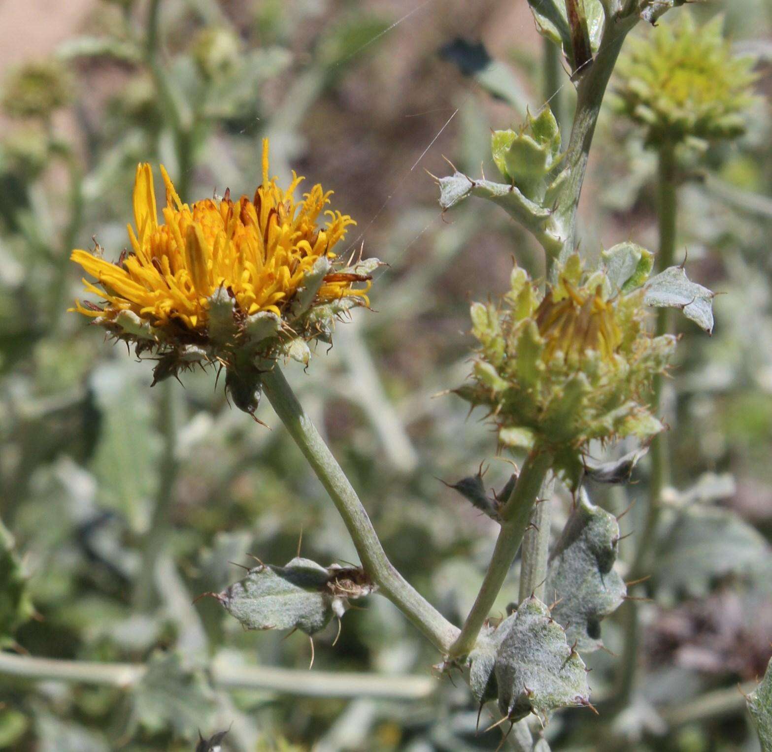 Image of Berkheya fruticosa (L.) Ehrh.