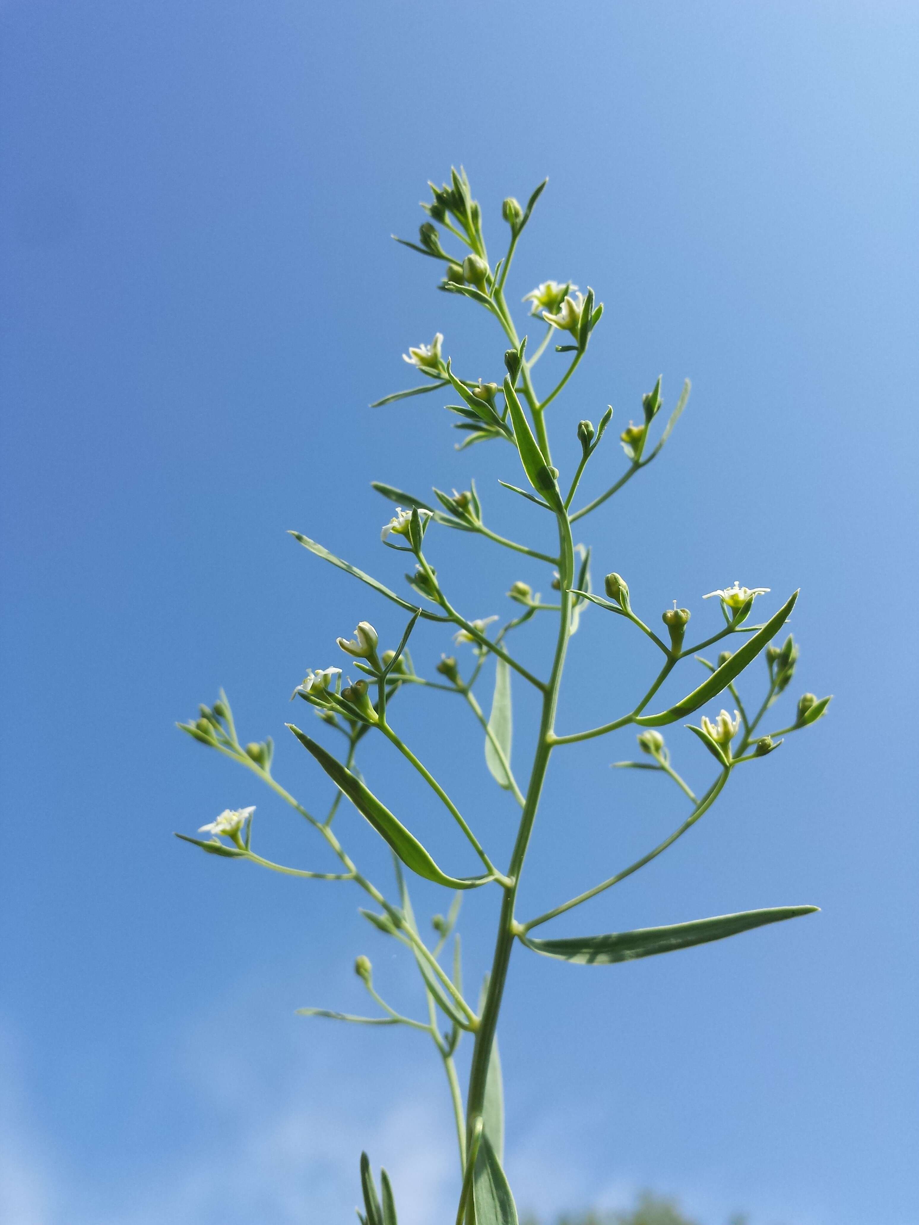 Image of flaxleaf