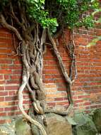 Image of English ivy