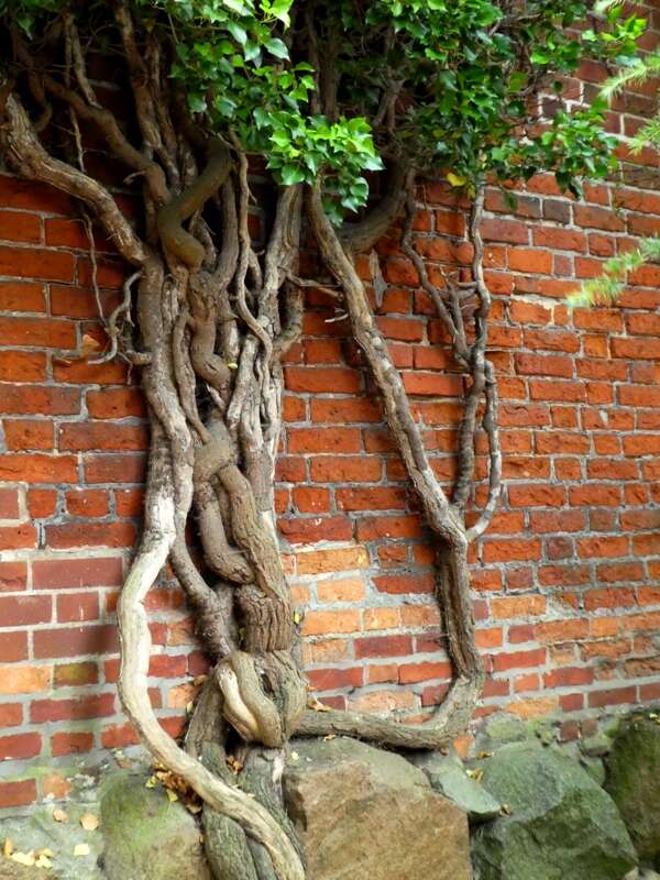 Image of English ivy