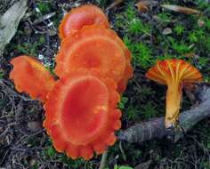 Image of Hygrocybe miniata (Fr.) P. Kumm. 1871