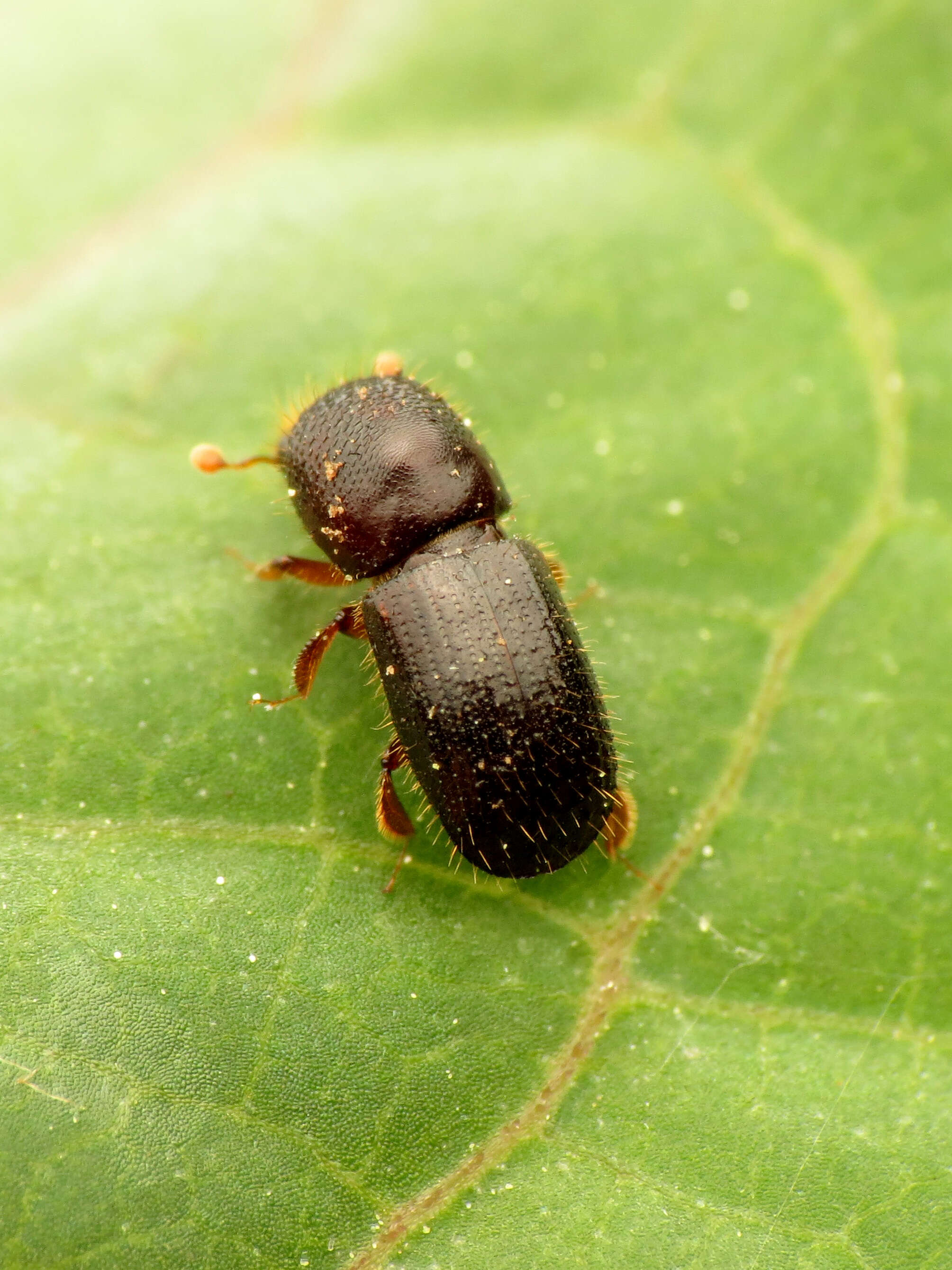 Image of Bark beetle