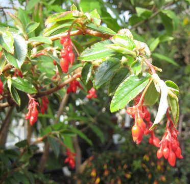 Image of Fuchsia Begonia