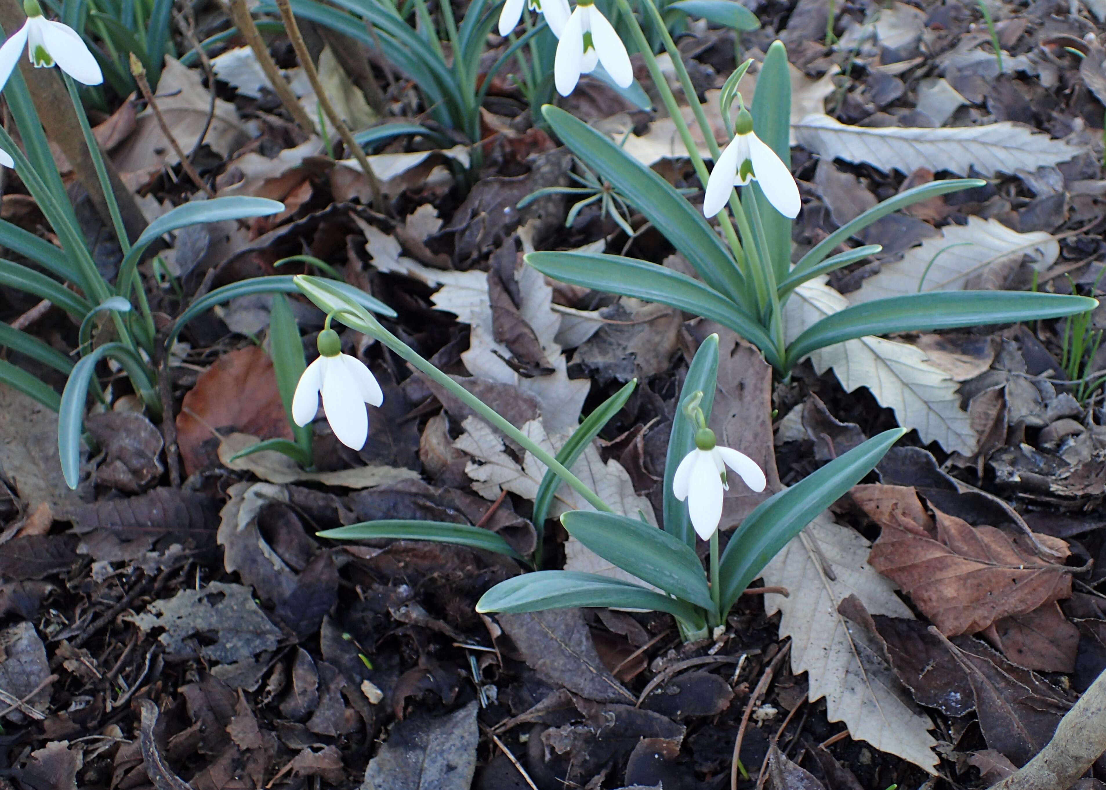 Image of giant snowdrop