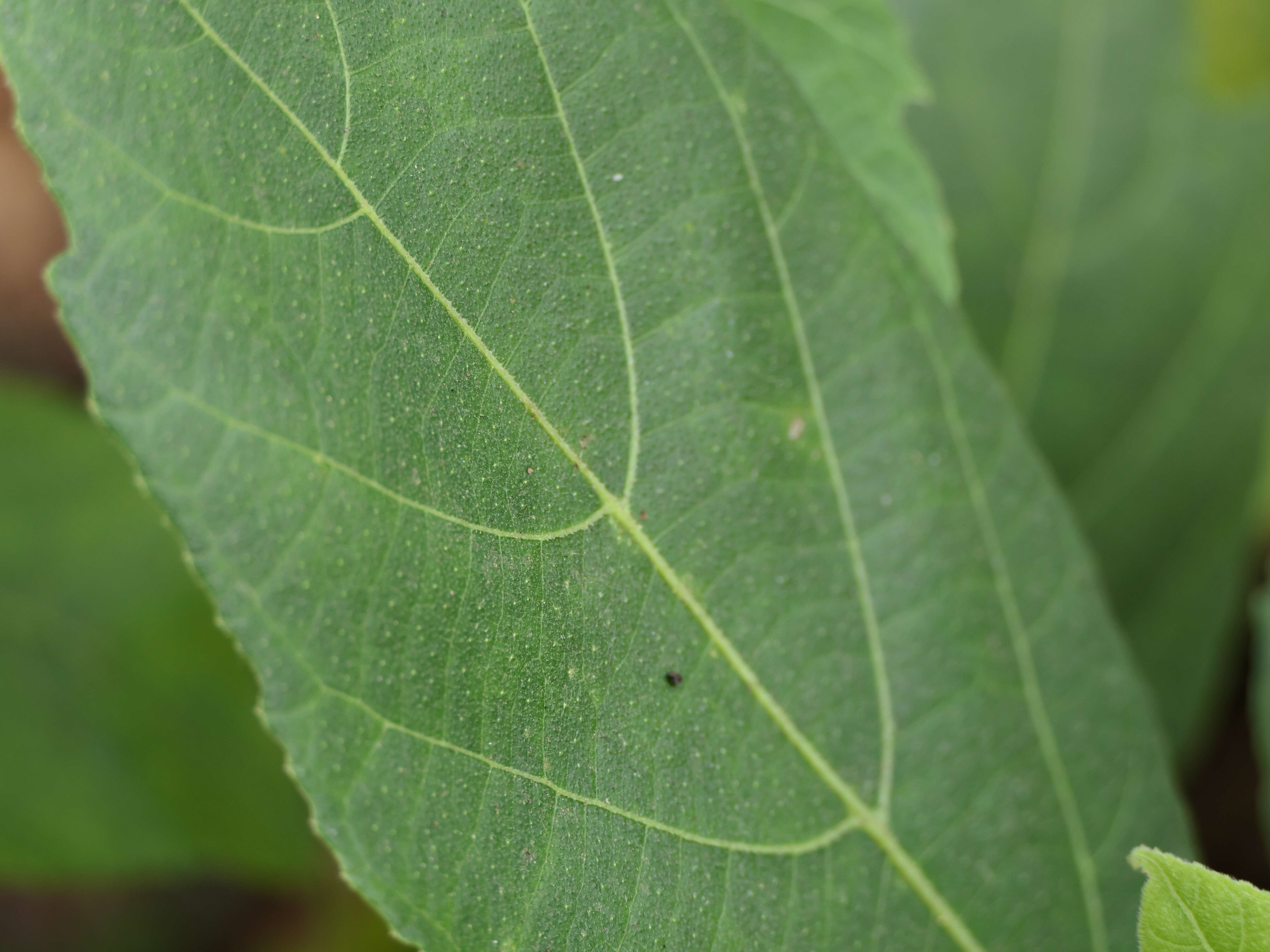 Ficus exasperata Vahl的圖片