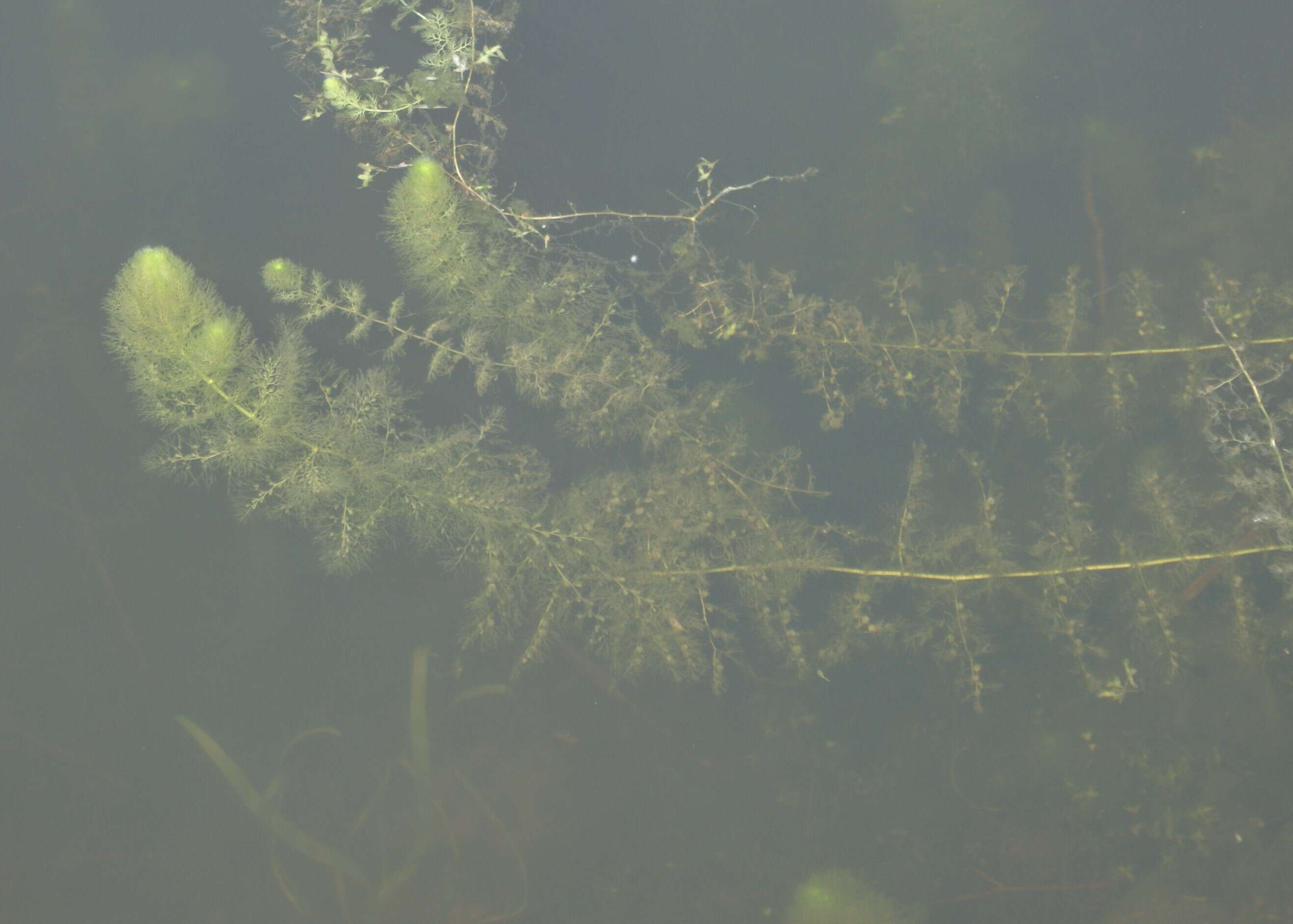 Image of Greater Bladderwort