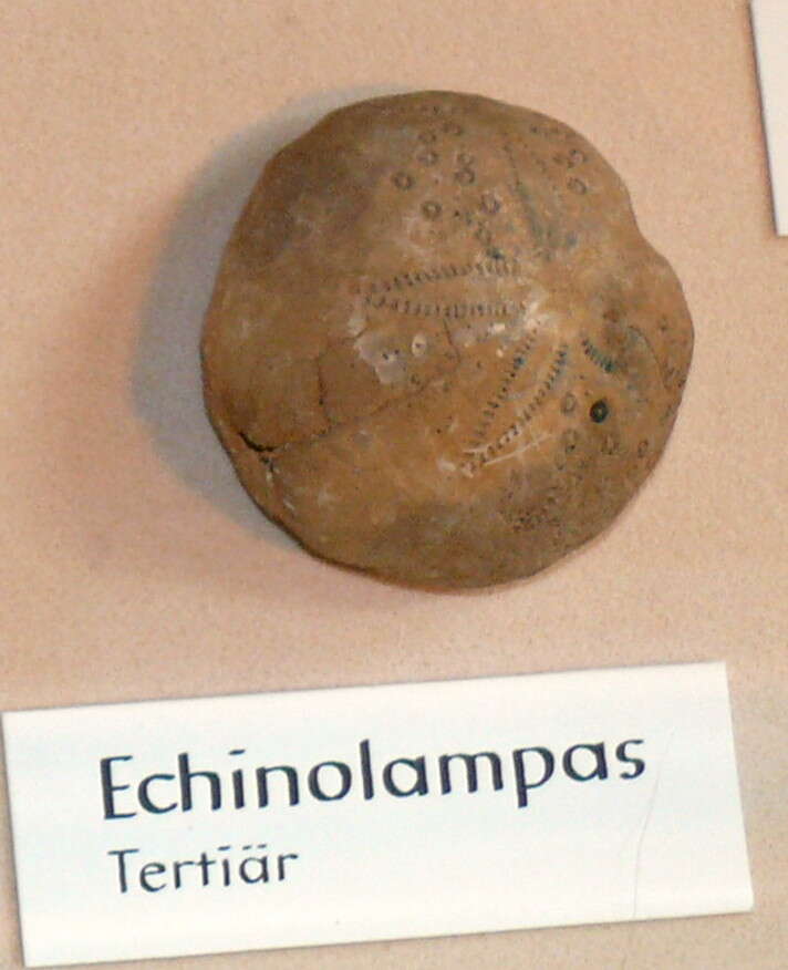 Image of Echinolampas Gray 1825