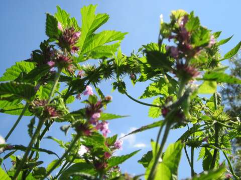 Image of Common hemp nettle