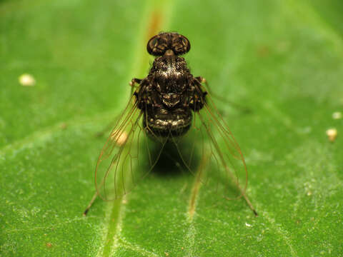 Image of Chrysopilus basilaris (Say 1823)