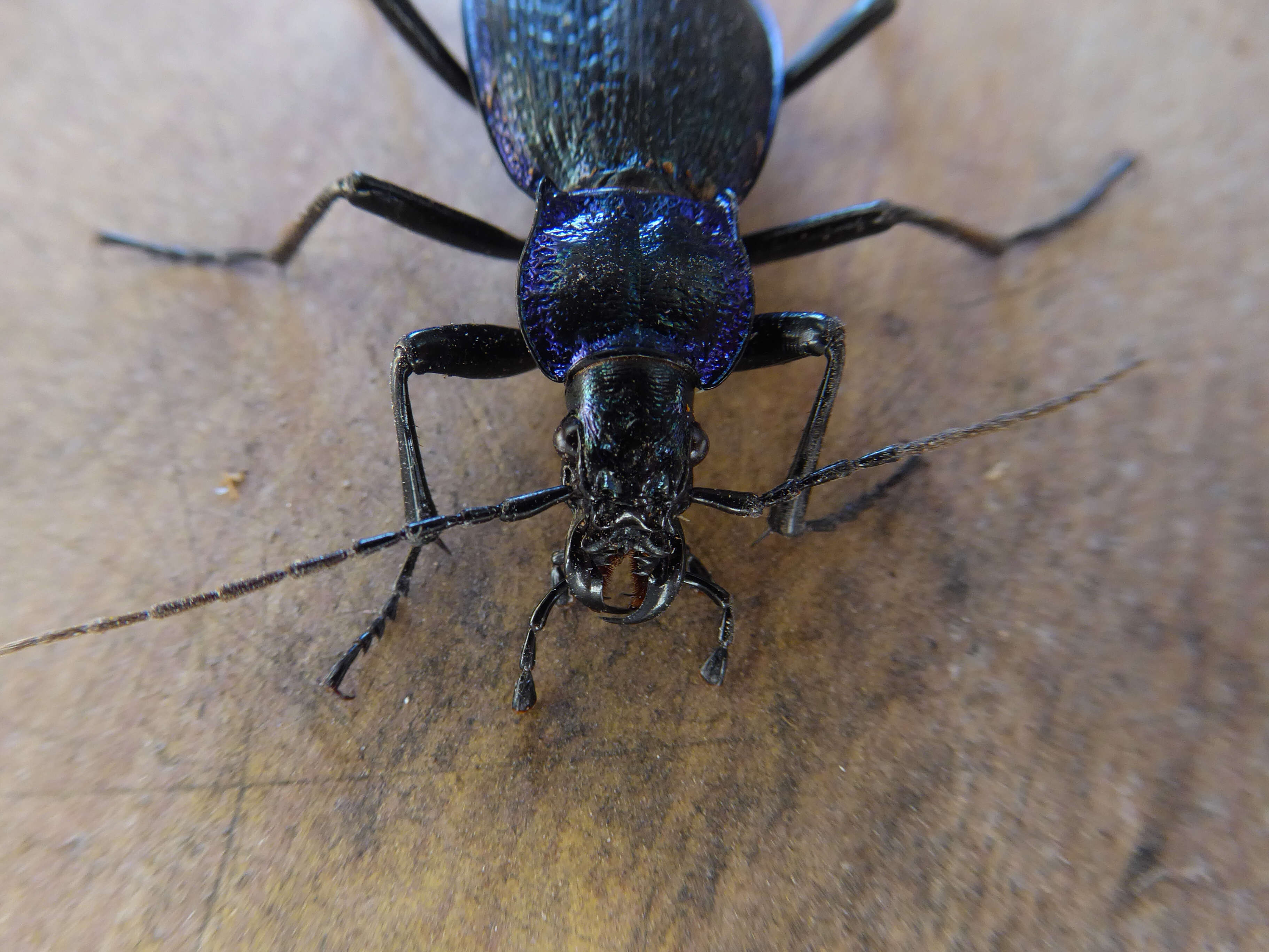 Image of Blue Ground Beetle