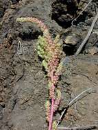 Image of slim amaranth