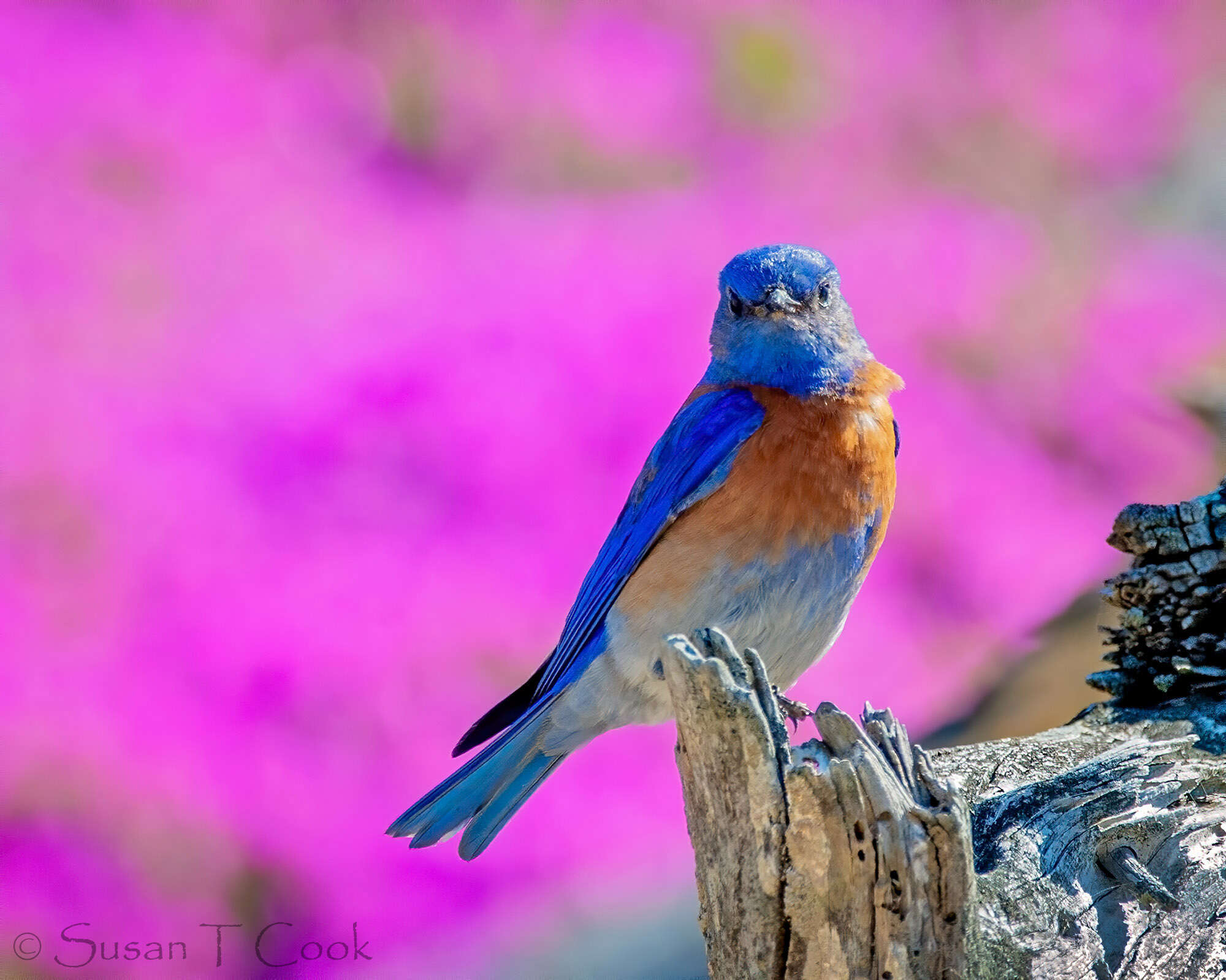 Image of Western Bluebird