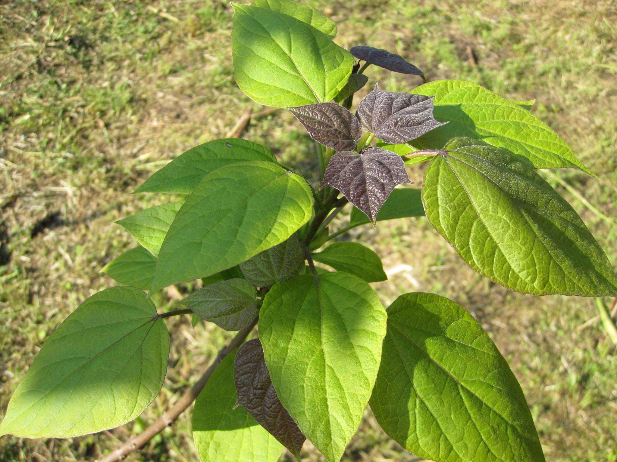 Image of Chinese catalpa