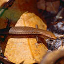 Image of Friendly Sunskink