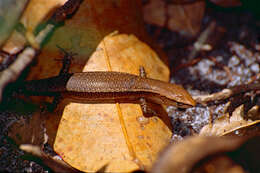 Image of Friendly Sunskink