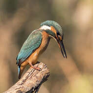 Image of Common Kingfisher