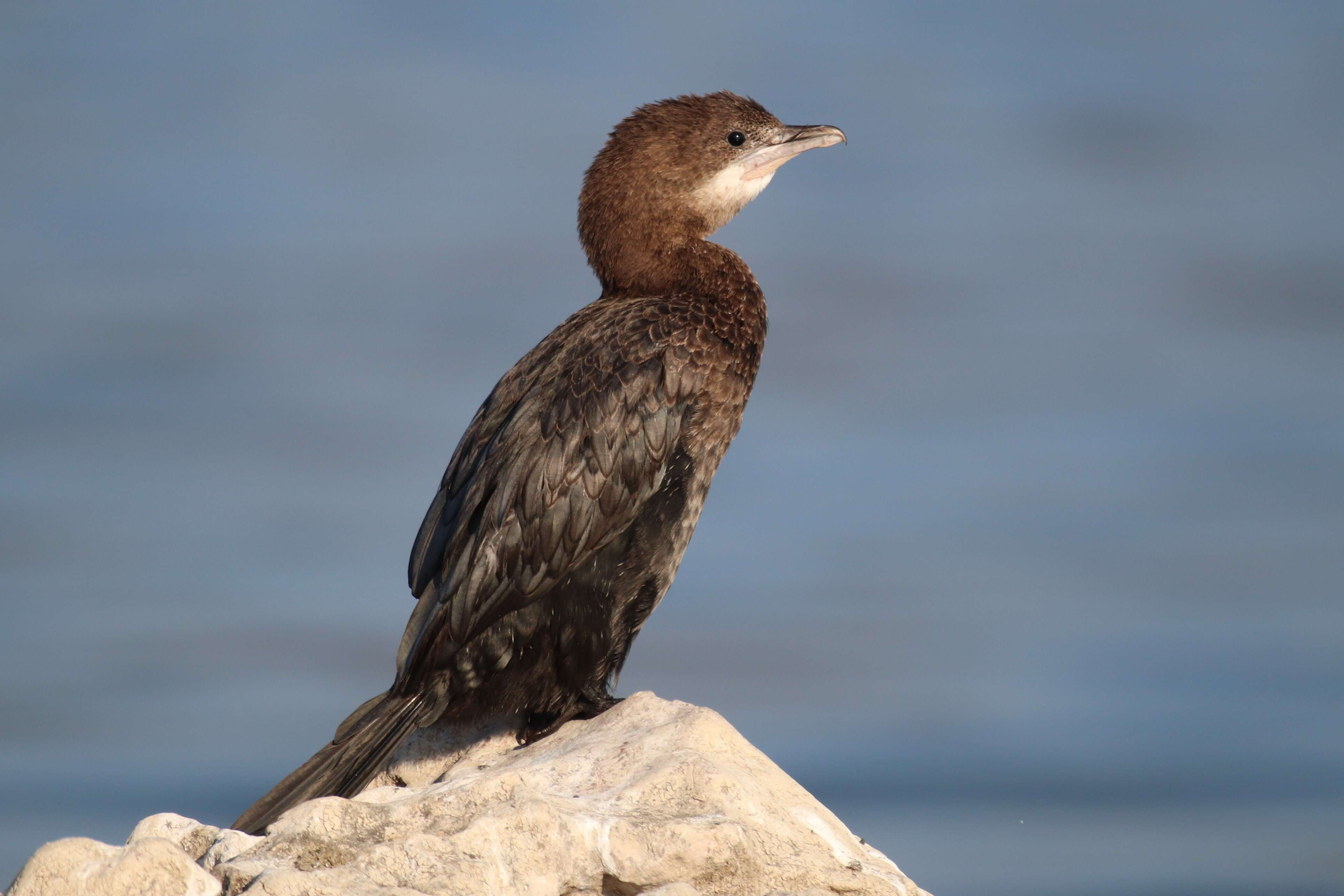 Image of Pygmy Cormorant