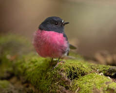 Image of Pink Robin