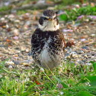 Image of Dusky Thrush