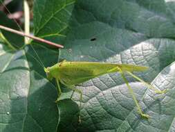 Image of Mediterranean Katydid