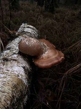 Image of birch polypore