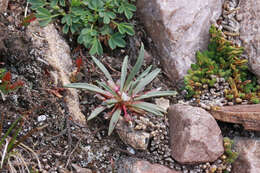 Image of alpine lewisia