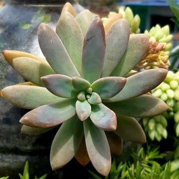 Image of Pachyphytum hookeri (Salm-Dyck) A. Berger