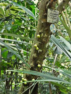 Image of Phaleria clerodendron F. Müll. ex Benth.