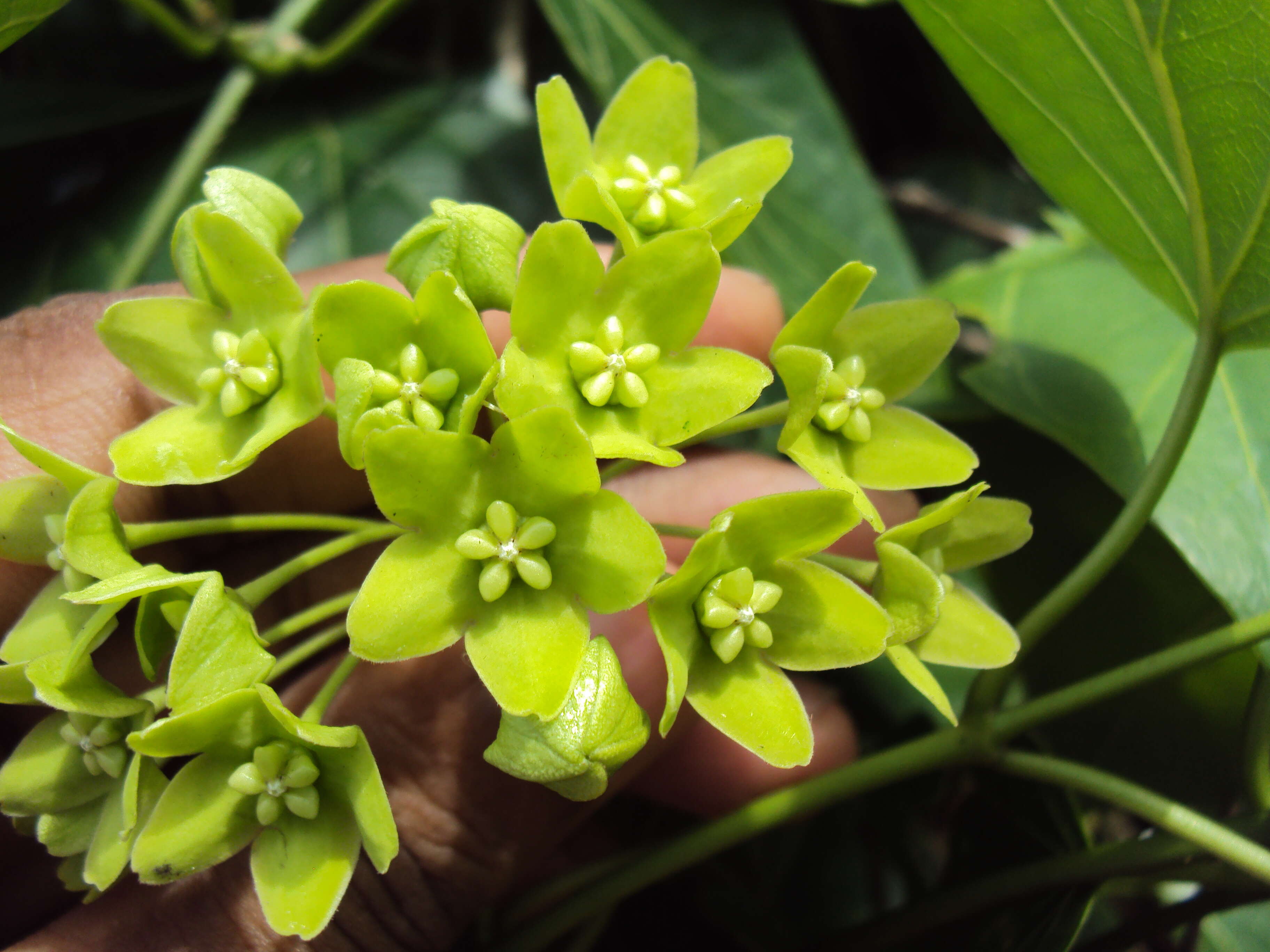 Image of Marsdenia volubilis (L. fil.) Cooke