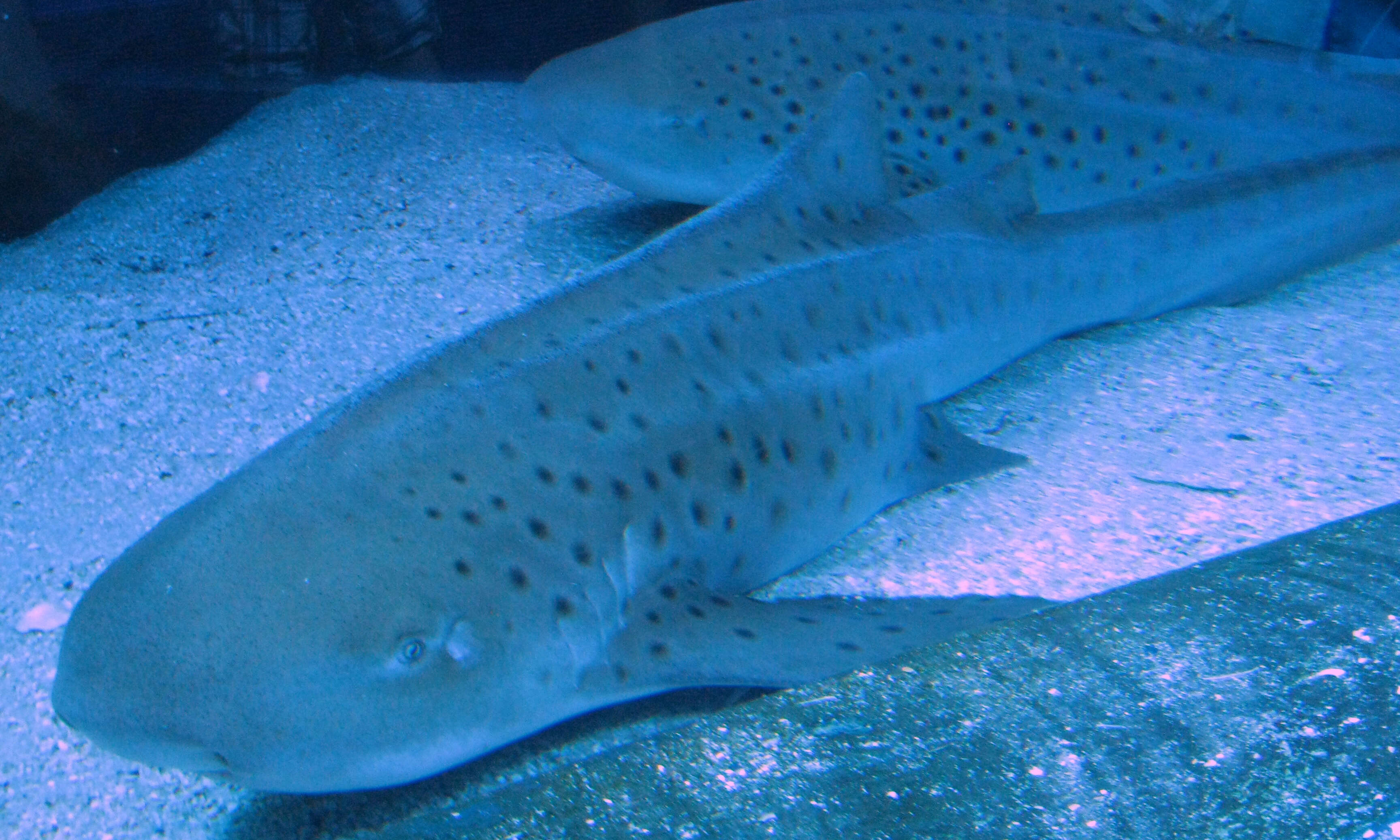 Image of zebra sharks