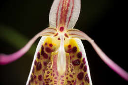 Image of Small-spotted Restrepia