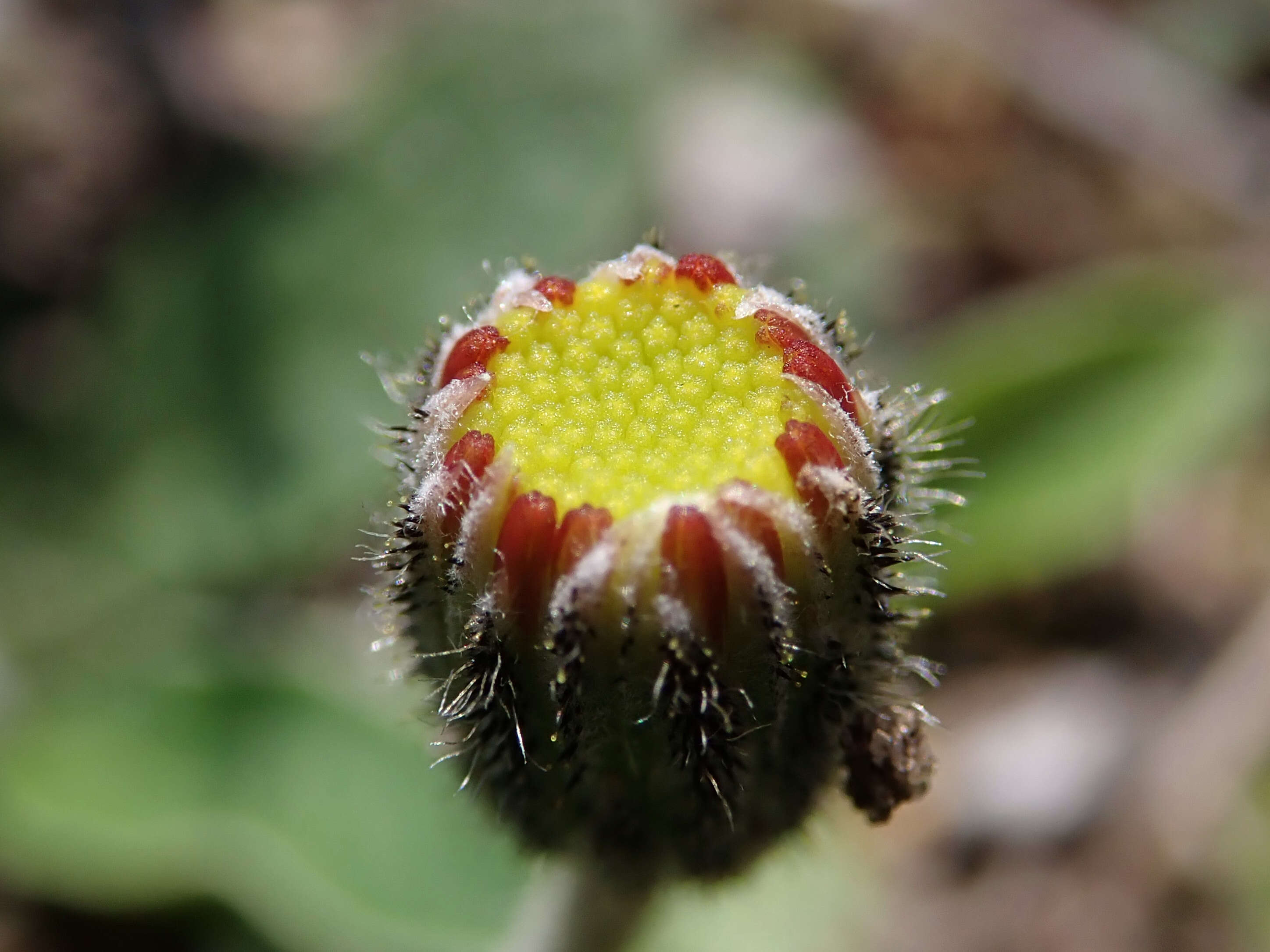 Image of Mouse-ear-hawkweed