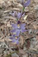 صورة Thelymitra graminea Lindl.