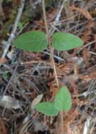 Image of pink honeysuckle