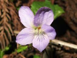 Слика од Viola mirabilis L.