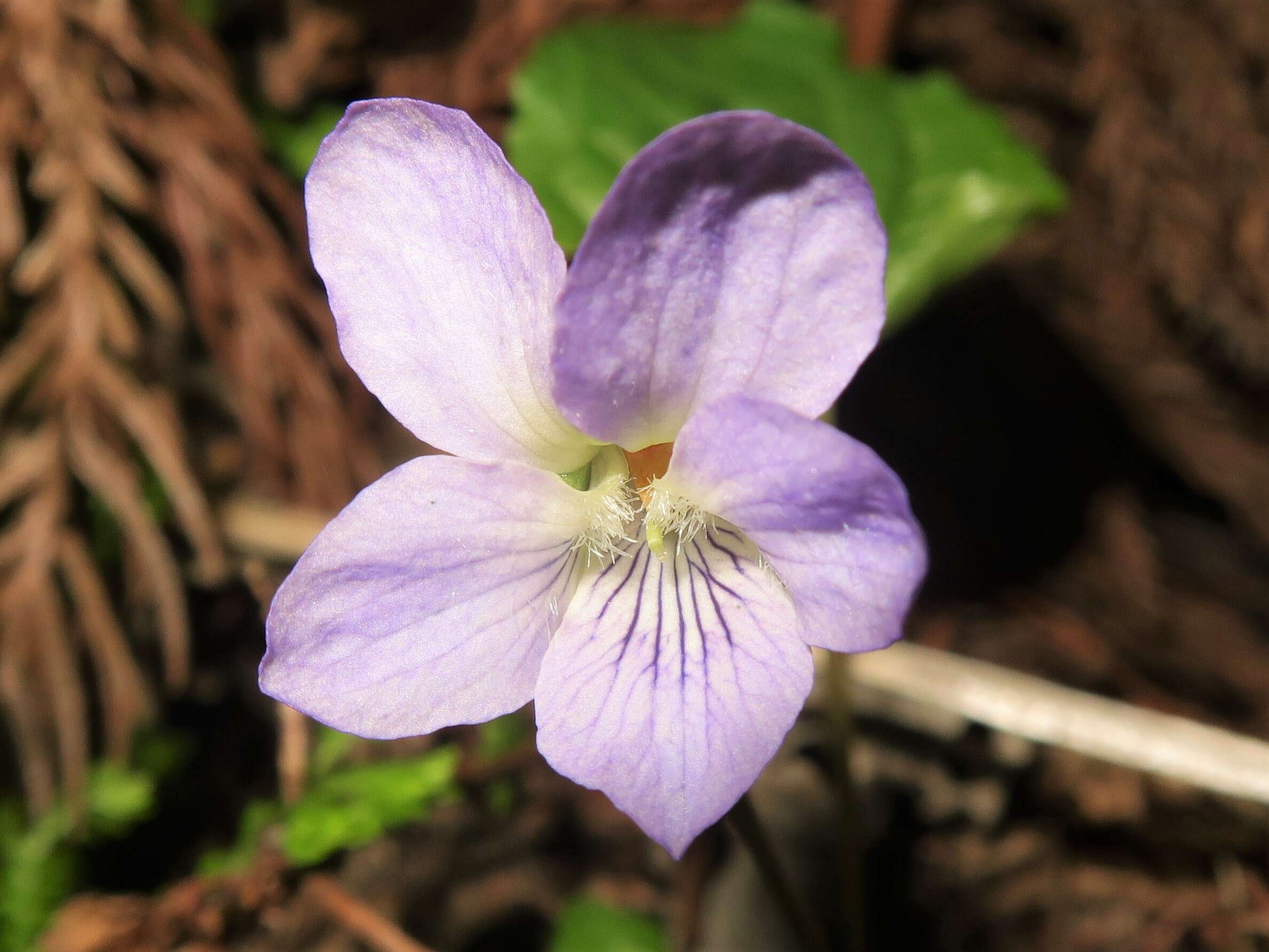 Слика од Viola mirabilis L.