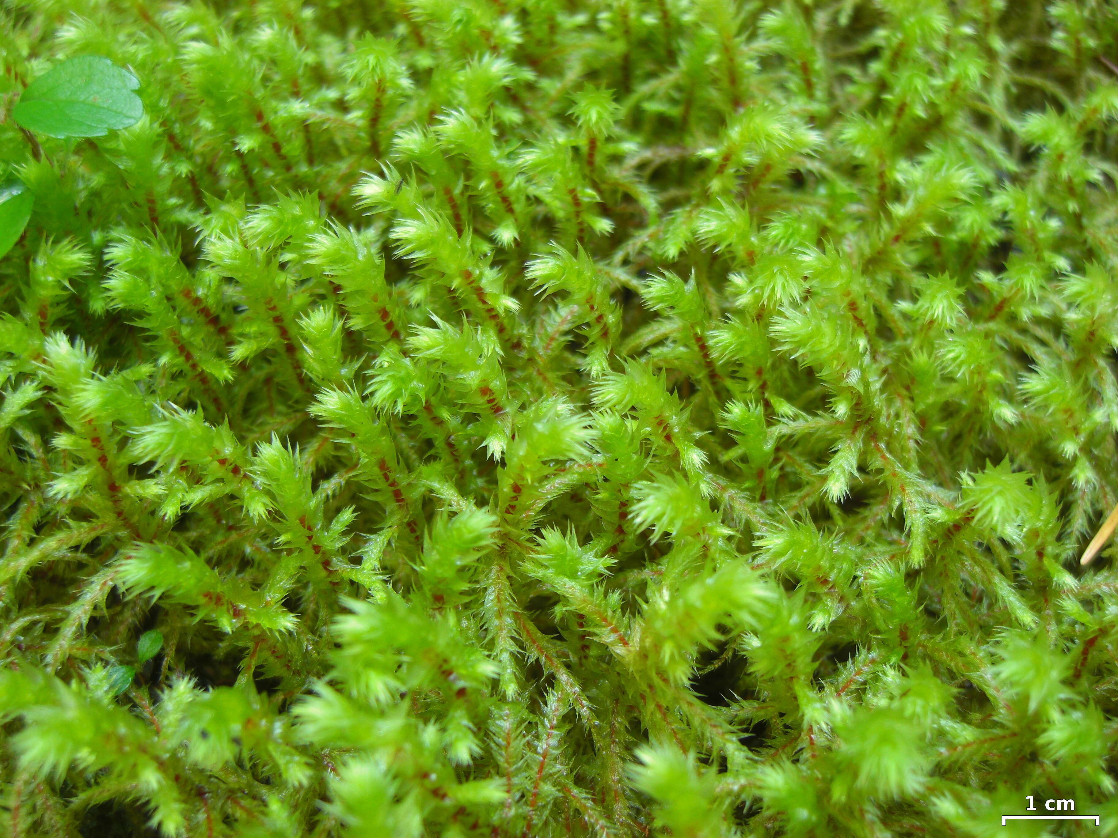 Image of Electrified Cat's Tail Moss