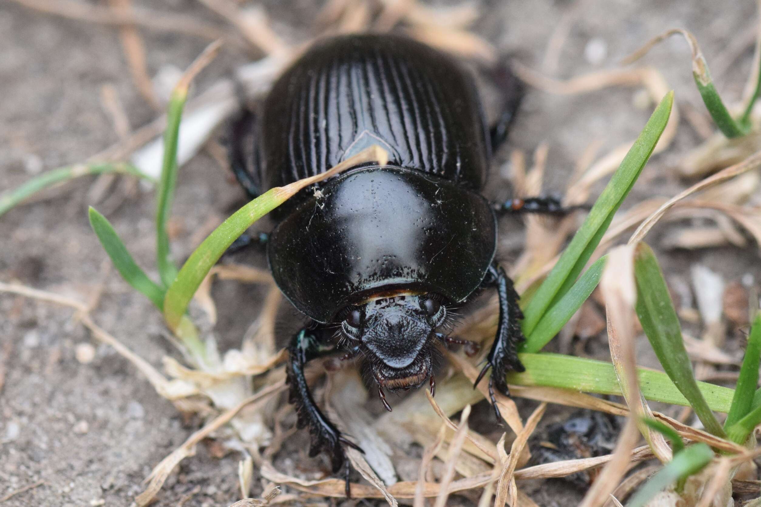 Слика од Geotrupes stercorarius (Linnaeus 1758)